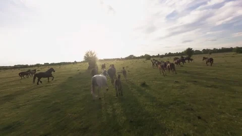 Wild horses galloping through green fields at sunset. Stock Footage 335354205
