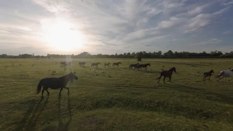 Wild horses galloping through green fields at sunset. Stock Footage 335354242