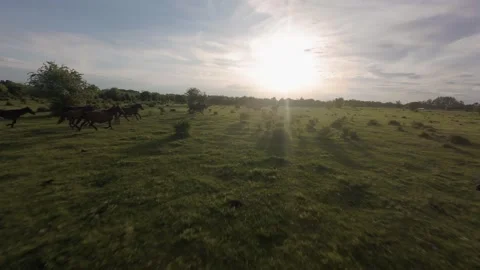 Wild horses galloping through green fields at sunset. Stock Footage 335354338