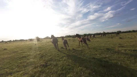 Wild horses galloping through green fields at sunset. Stock Footage 335354388