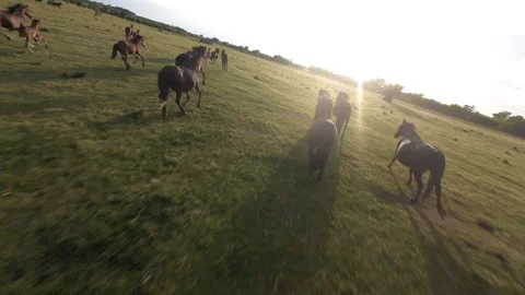 Wild horses galloping through green fields at sunset. Stock Footage 335354410