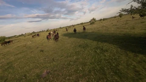 Wild horses galloping through green fields at sunset. Stock Footage 335354415