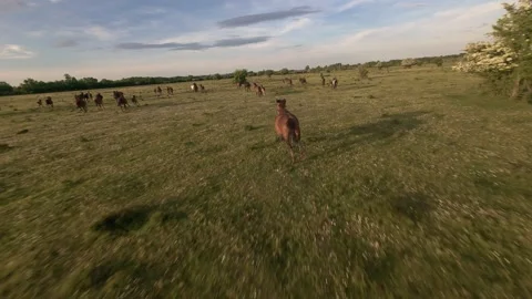 Wild horses galloping through green fields at sunset. Stock Footage 335354575