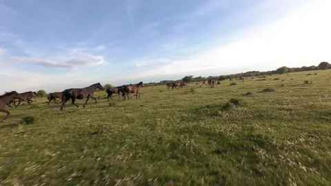 Wild horses galloping through green fields at sunset. Stock Footage 335354698