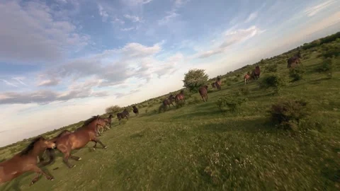 Wild horses galloping through green fields at sunset. Stock Footage 335354775