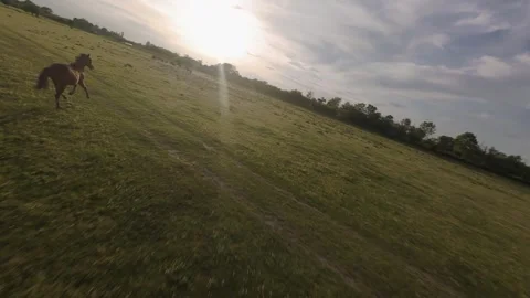 Wild horses galloping through green fields at sunset. Stock Footage 335354800