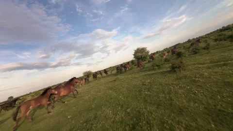 Wild horses galloping through green fields at sunset. Stock-Footage 335511943