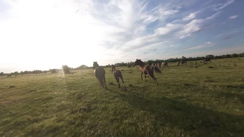 Wild horses galloping through green fields at sunset. Vídeo Stock 335511965
