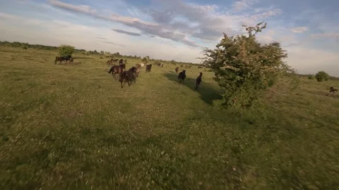 Wild horses galloping through green fields at sunset. Stock Footage 335511968