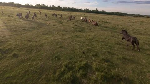 Wild horses galloping through green fields at sunset. Stock Footage 335511975