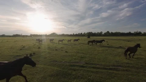 Wild horses galloping through green fields at sunset. Видео 335512010