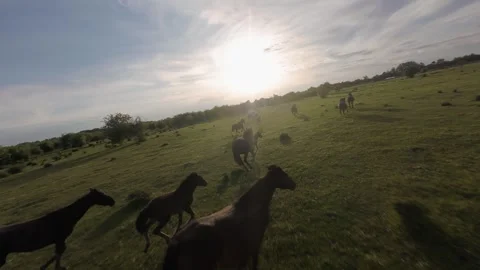 Wild horses galloping through green fields at sunset. Stock Footage 335512026
