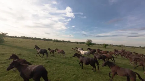 Wild horses galloping through green fields at sunset. Stock Footage 335512077