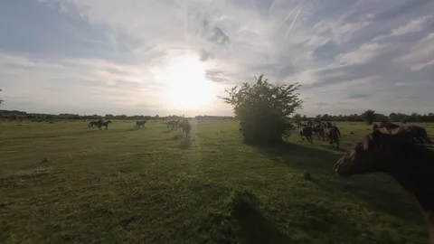 Wild horses galloping through green fields at sunset. Vídeo Stock 335512083