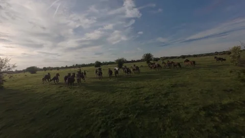 Wild horses galloping through green fields at sunset. Vídeos de archivo 335512122