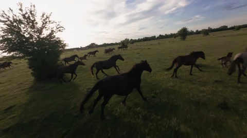 Wild horses galloping through green fields at sunset. Vídeos de archivo 335512148
