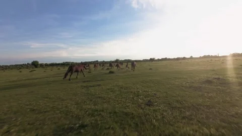 Wild horses galloping through green fields at sunset. Видео 335512208