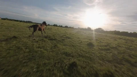 Wild horses galloping through green fields at sunset. Видео 335512209