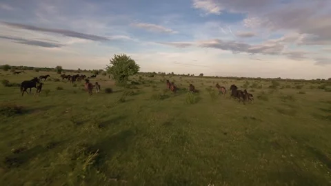 Wild horses galloping through green fields at sunset. Stock Footage 335512222