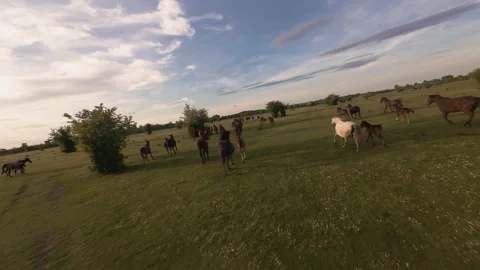 Wild horses galloping through green fields at sunset. Vidéo 335512240