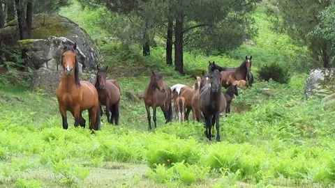 Wild horses Garrano breed - alpha, males, females and calves in Peneda Gerês NP Stock Footage 252945085