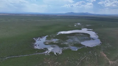 Wild Horses in the Grasslands Stock Footage 335357856