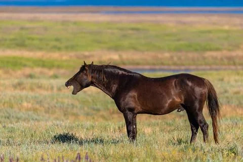 Wild horses graze in the meadow at sunset Stock-Fotos