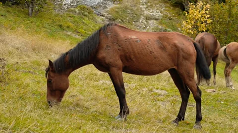 Wild horses graze in the mountains Video stock 30631602