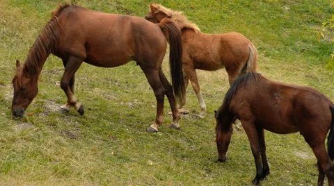 Wild horses graze in the mountains Video stock 30631744