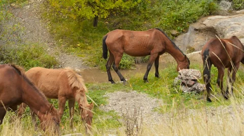 Wild horses graze in the mountains Video stock 33846113
