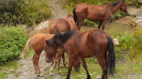 Wild horses graze in the mountains Video stock 33846455