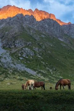 Wild horses graze under dramatic mountain sunset Stock Photos