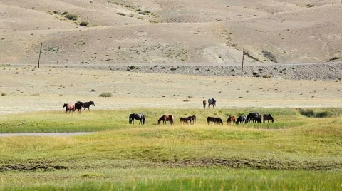 Wild horses grazing in the fields Stock Footage 45232635