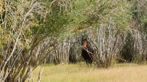 Wild horses grazing in the fields Stock Footage 45232691