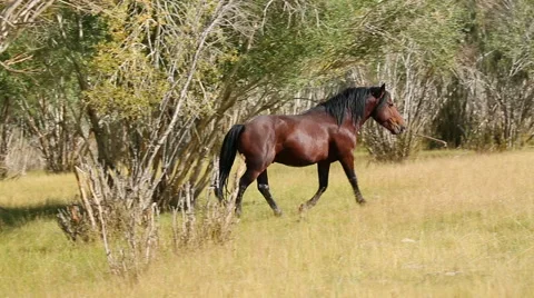 Wild horses grazing in the fields Stock Footage 45233114