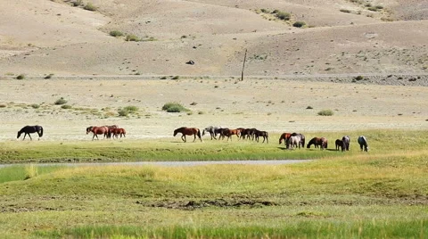 Wild horses grazing in the fields Stock Footage 45233260