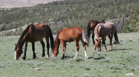 Wild horses grazing Видео 22147627