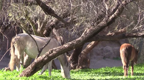 Wild Horses Grazing Vídeos de archivo 34255286