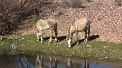 Wild Horses Grazing Vídeos de archivo 34255881