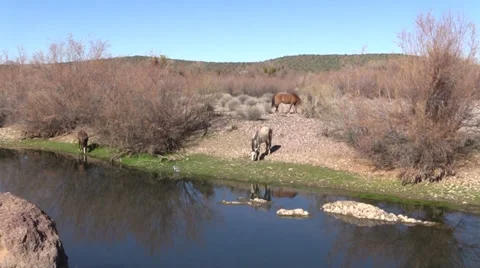 Wild Horses Grazing Vídeos de archivo 34258479