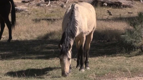 Wild Horses Grazing in the Forest Stock-Footage 82439367
