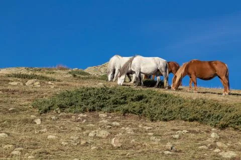 Wild horses grazing grass on the hill Stock Photos