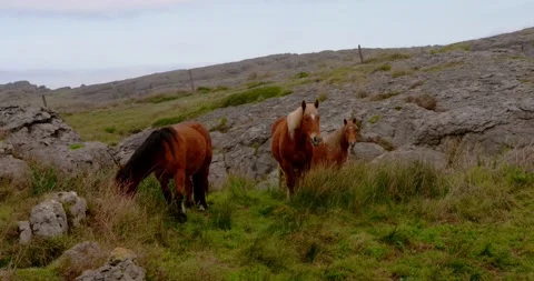 Wild Horses Grazing in the Highlands Stock Footage 333207776