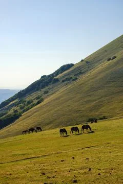 Wild horses grazing on Monte Cucco Regional Park, Umbria, Italy Foto stock