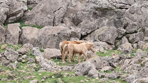 Wild Horses Grazing in the Mountains Stock Footage 284458388