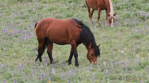 Wild Horses hd Video stock 1216982