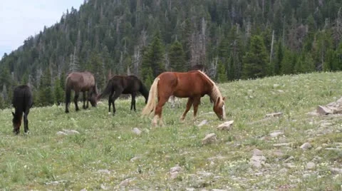 Wild Horses hd Stock Footage 12034112