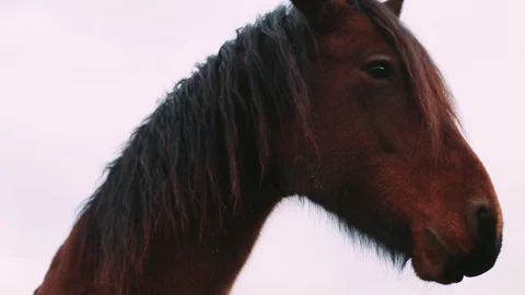 Wild horses head Stock Footage 72652208