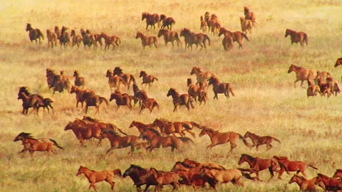 Wild horses herd galloping across the open prairie Stock Footage 337009008