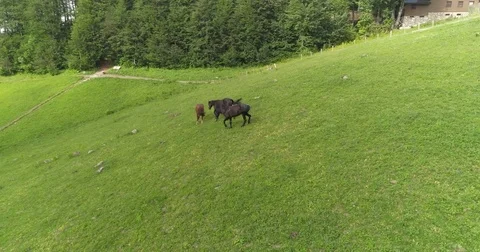 Wild Horses Herd Running Stock Footage 81063741